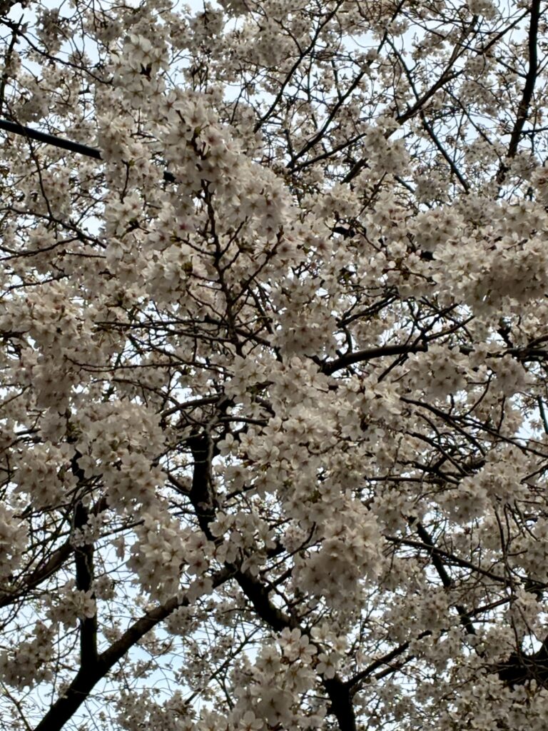 桜の季節がやってきました♪